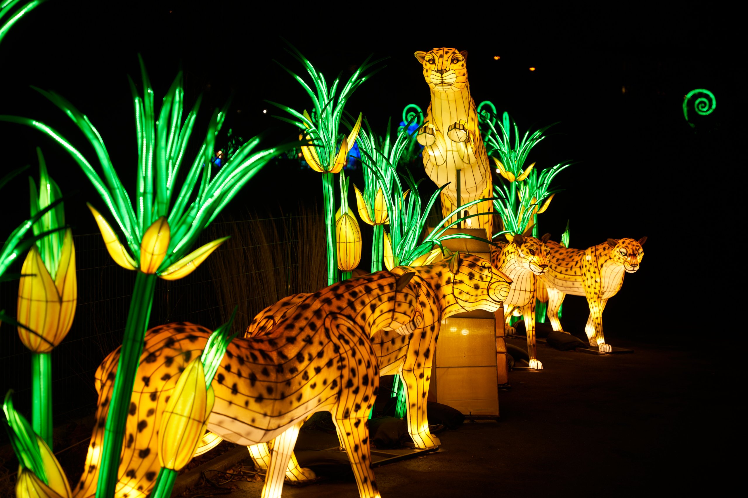 2024 01 03 Köln Zoo China Lights 1079